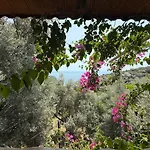 别墅 Stone House With Pool Among Olive Trees In Kabak 费特希耶